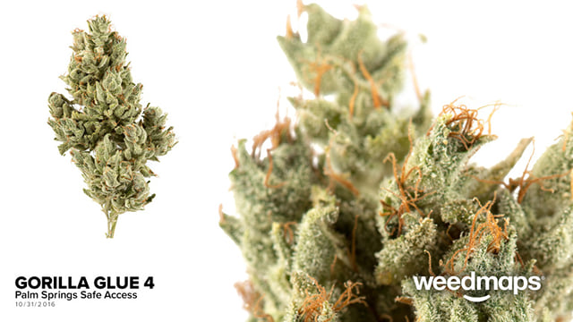 Gorilla Glue #4