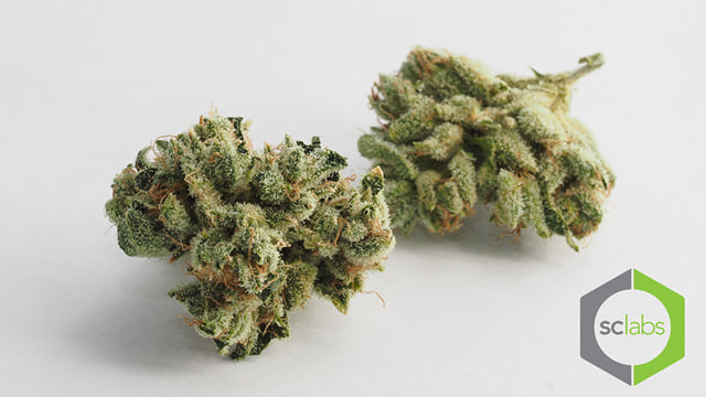 Venom OG