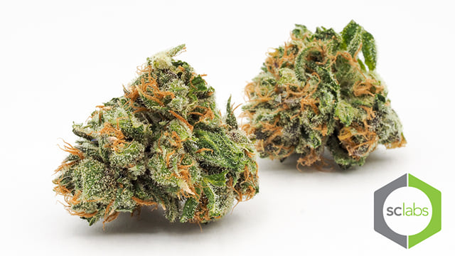 Pre 98 Bubba Kush