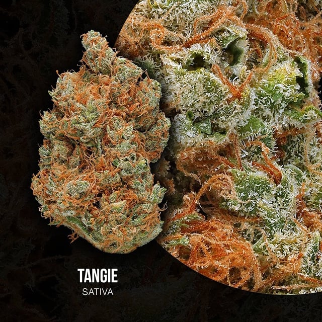 Tangie
