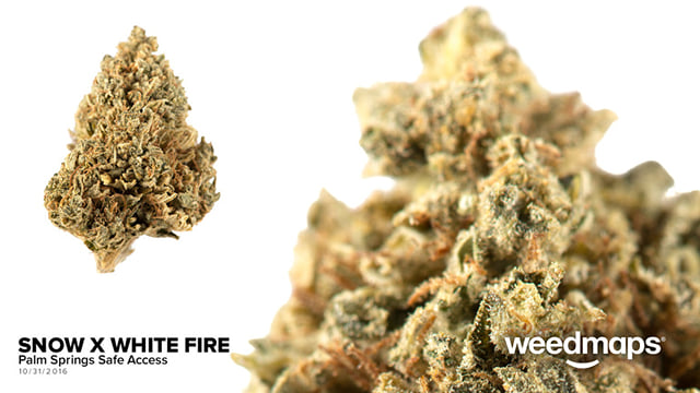 Snow x White Fire