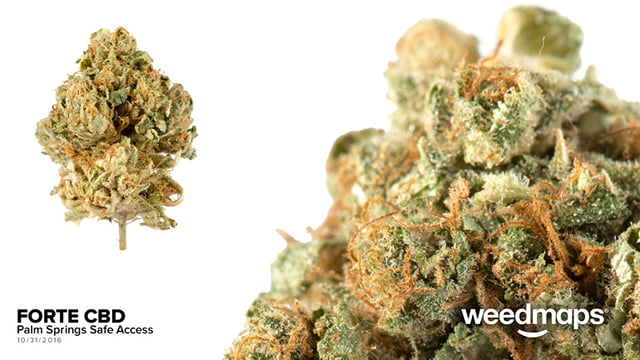 FORTE CBD #1