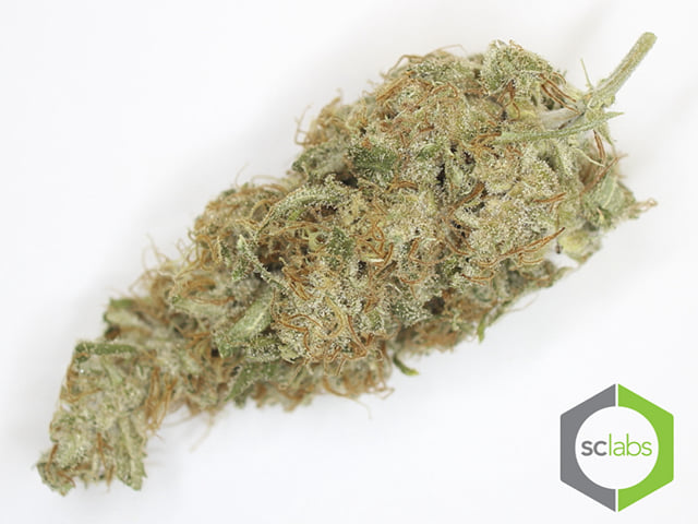 NL5 X HAZE