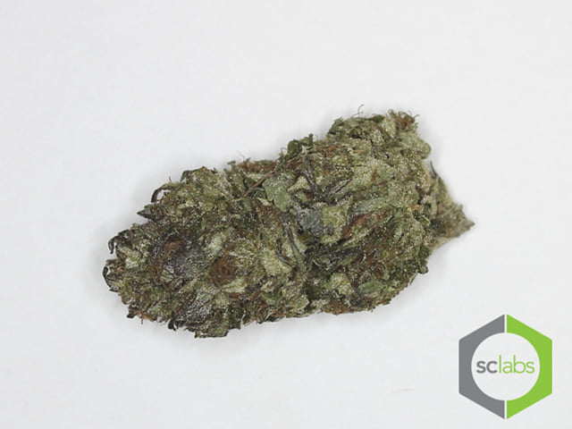 Tahoe Hashplant
