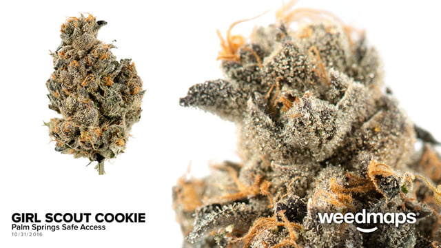 Girl Scout Cookies
