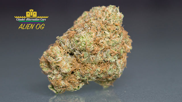 Alien OG *Top Shelf*