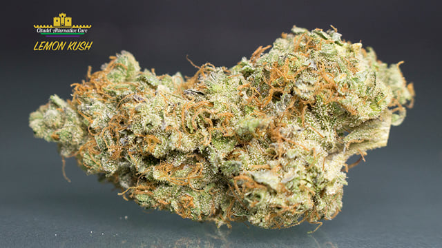 Lemon Kush *Top Shelf*