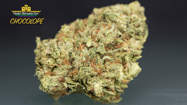 Chocolope