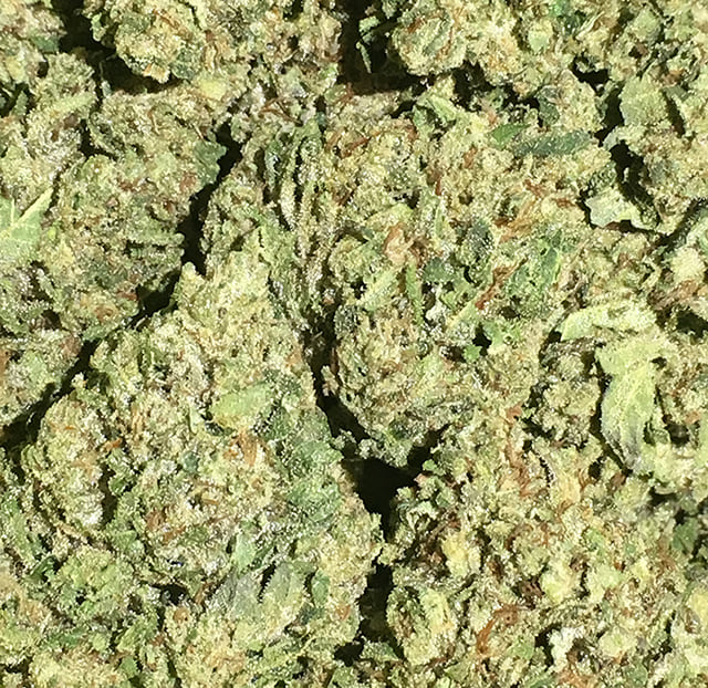 Humbodlt O.G. - Big Basin Botanicals