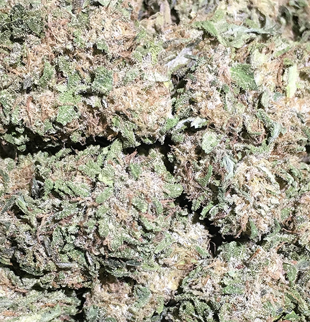 Godberry - Big Basin Botanicals