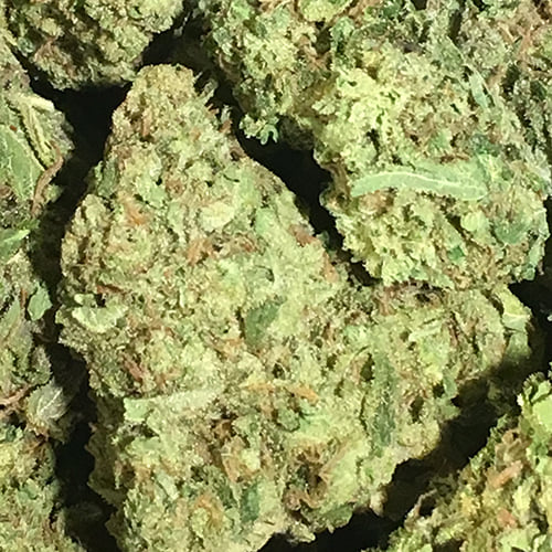 Dream Beaver - Big Basin Botanicals
