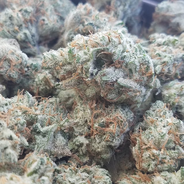 Watermelon Rancher