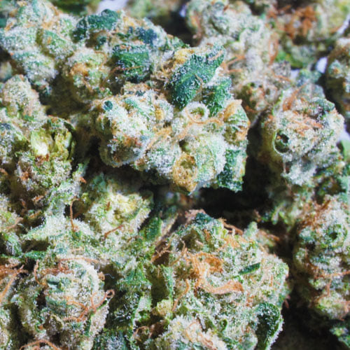 Tahoe O.G.
