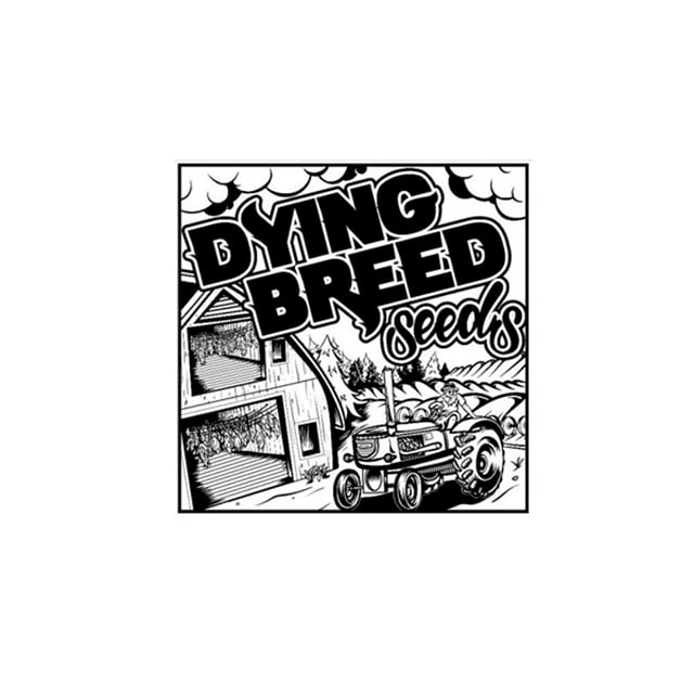 Dying Breed Seeds - Massive Drank 10 Pack