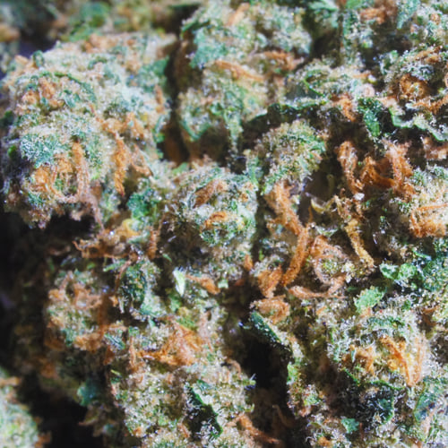 Mango Jack