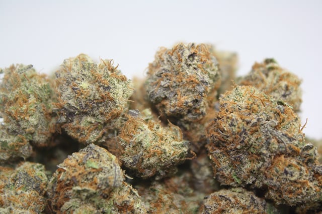 Harlequin x GDP