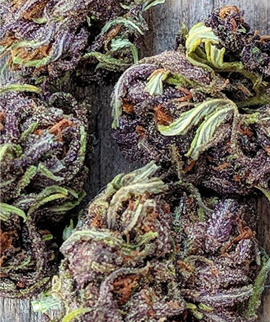 Forbidden Fruit