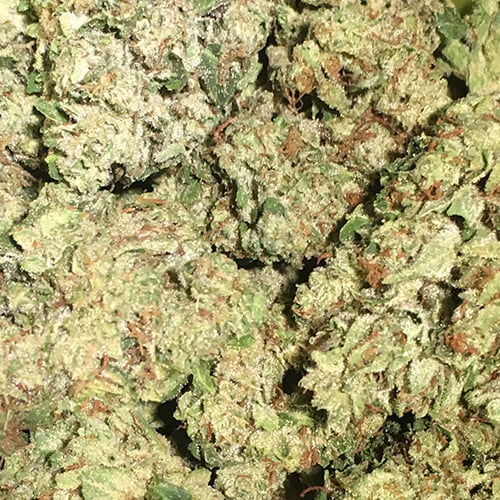 Holy Grail Future - Big Basin Botanicals