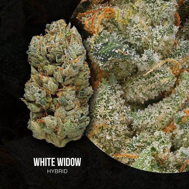 GDW White Widow