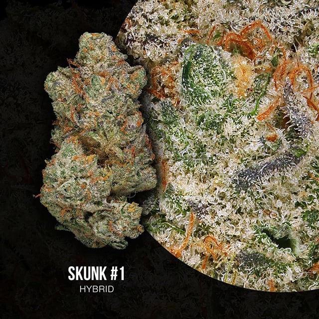 GDW Skunk #1
