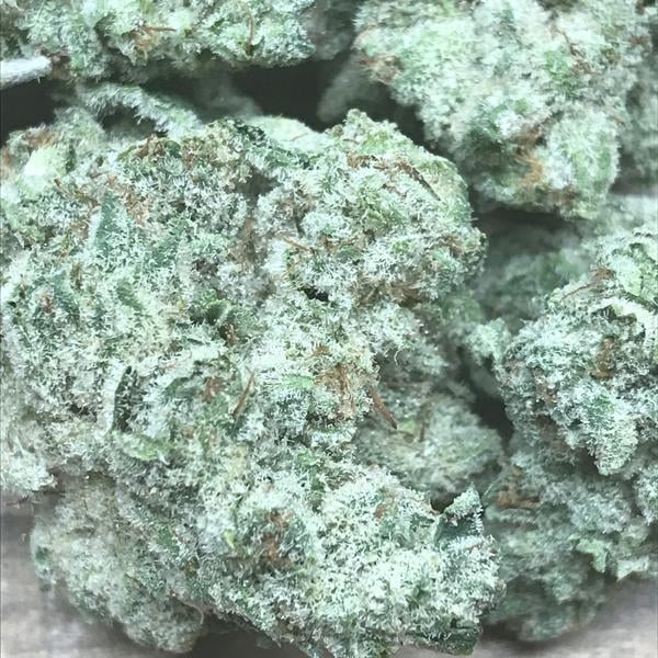 White Gorilla