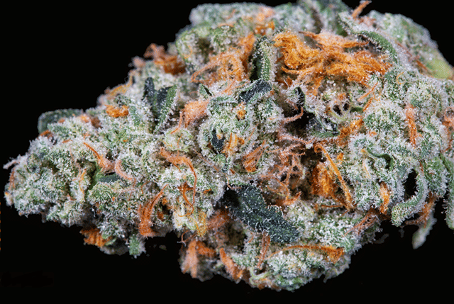 Sour Scout
