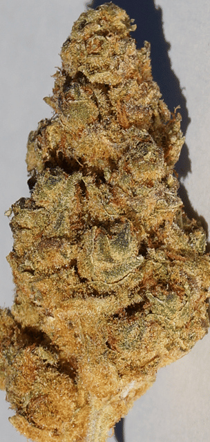 Candy Jack - Cannabis Cup Winner -