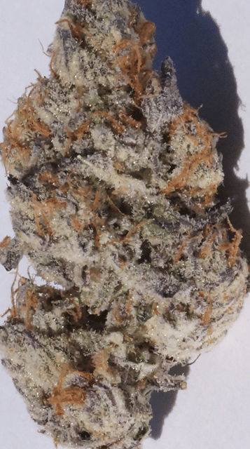 Purple Punch - Patio Favorite -