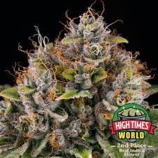 Cannabiotix — Casino Kush