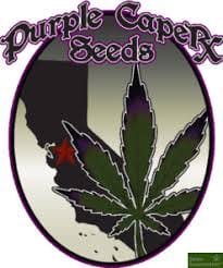 Purple Caper Seeds Pack - Purple Caper Seeds - Chocolate OG - $40 - Seeds
