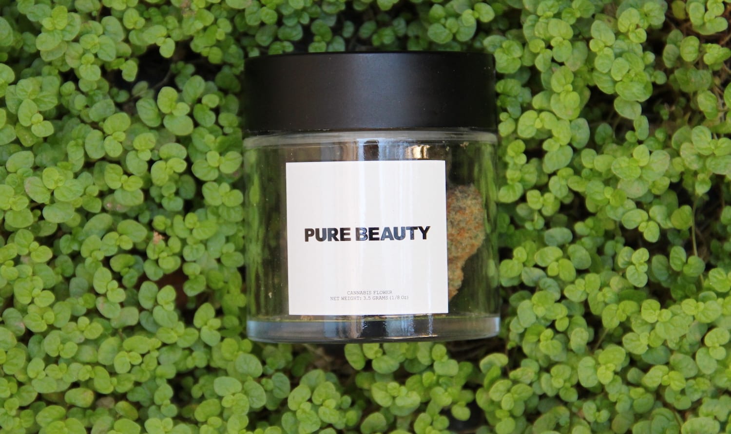 Pure Beauty — Terry T X Gelato 33