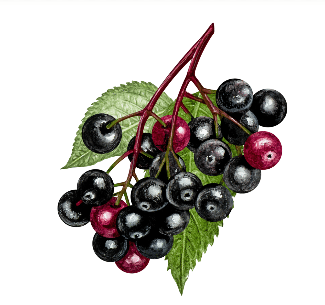 Wyld: Elderberry Gummies (2 THC : 1 CBN) [For SLEEP] - Wyld -  - $27 - Edibles