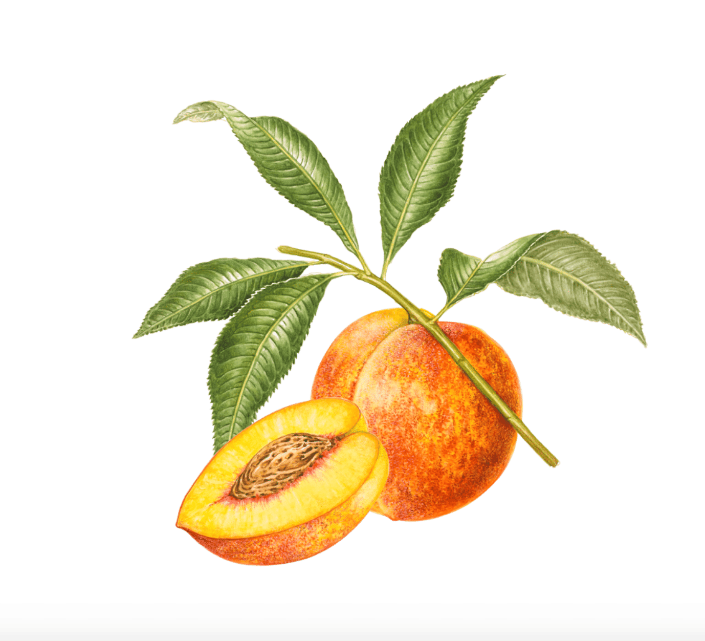 Wyld: Peach Gummies (2 CBD : 1 THC) - Wyld -  - $25 - Edibles