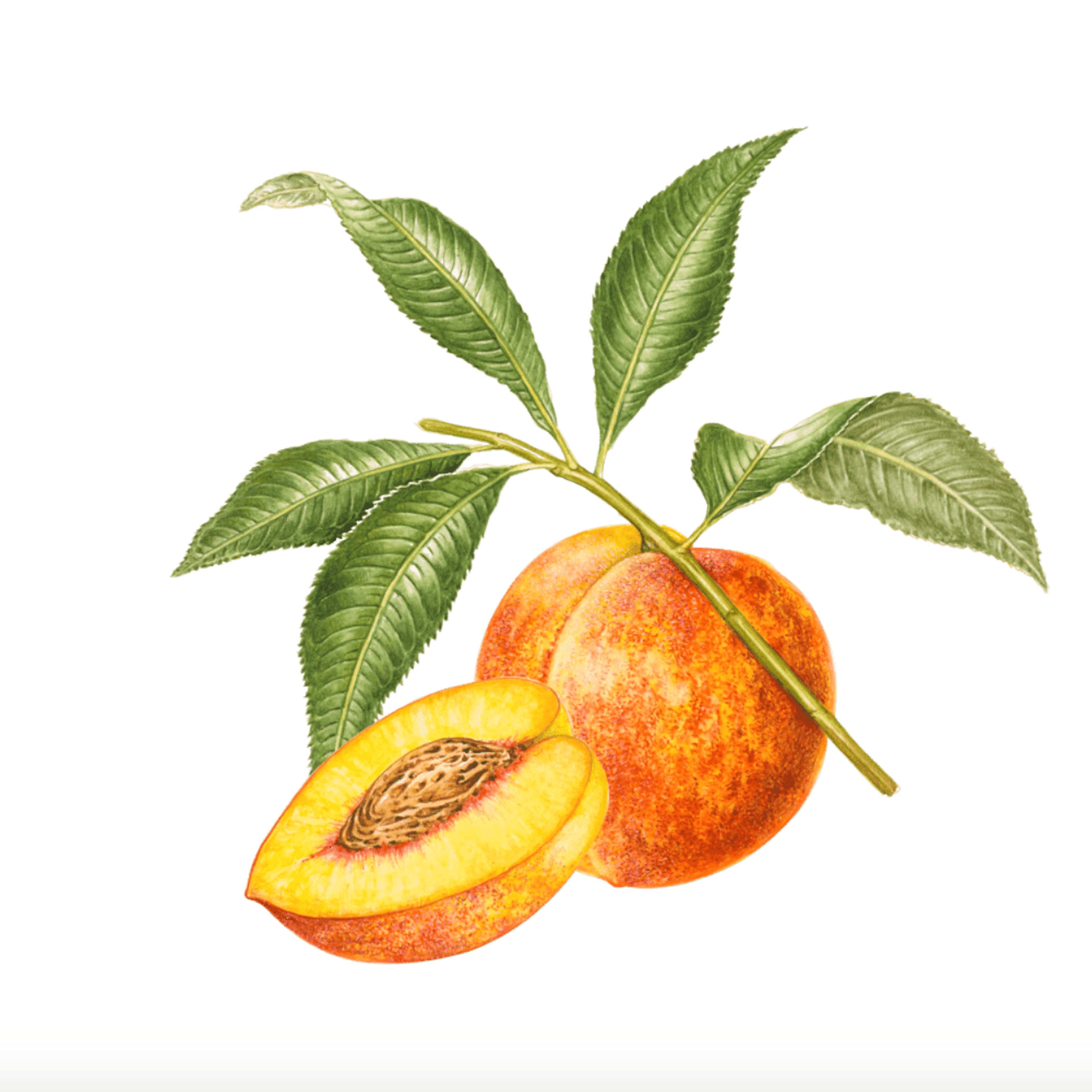 Wyld: Peach Gummies (2 CBD : 1 THC) - Wyld - - $25 - Edibles