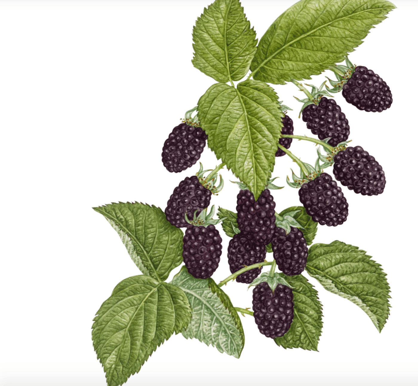 Wyld: Marionberry Gummies - Wyld -  - $23 - Edibles