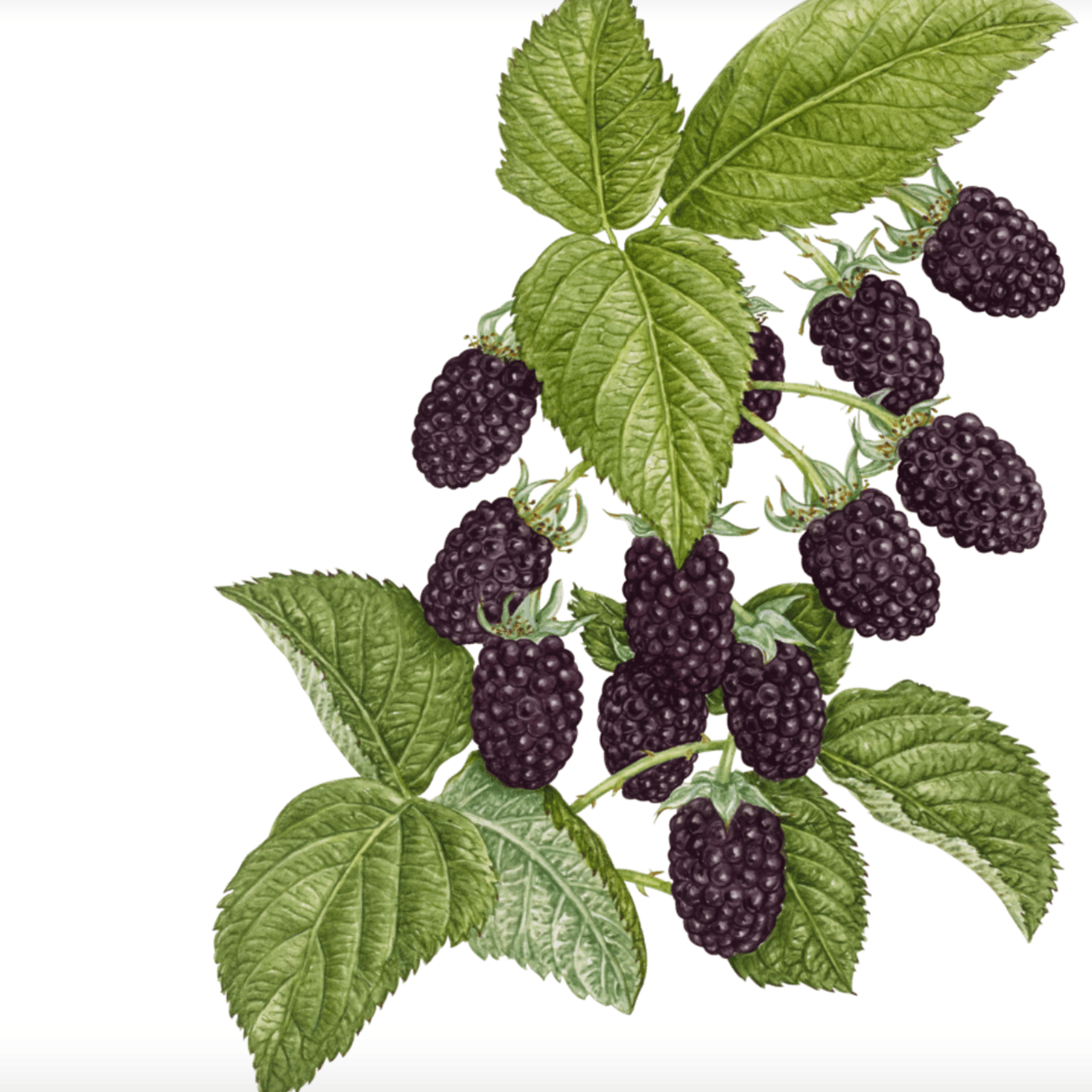 Wyld: Marionberry Gummies - Wyld - - $23 - Edibles