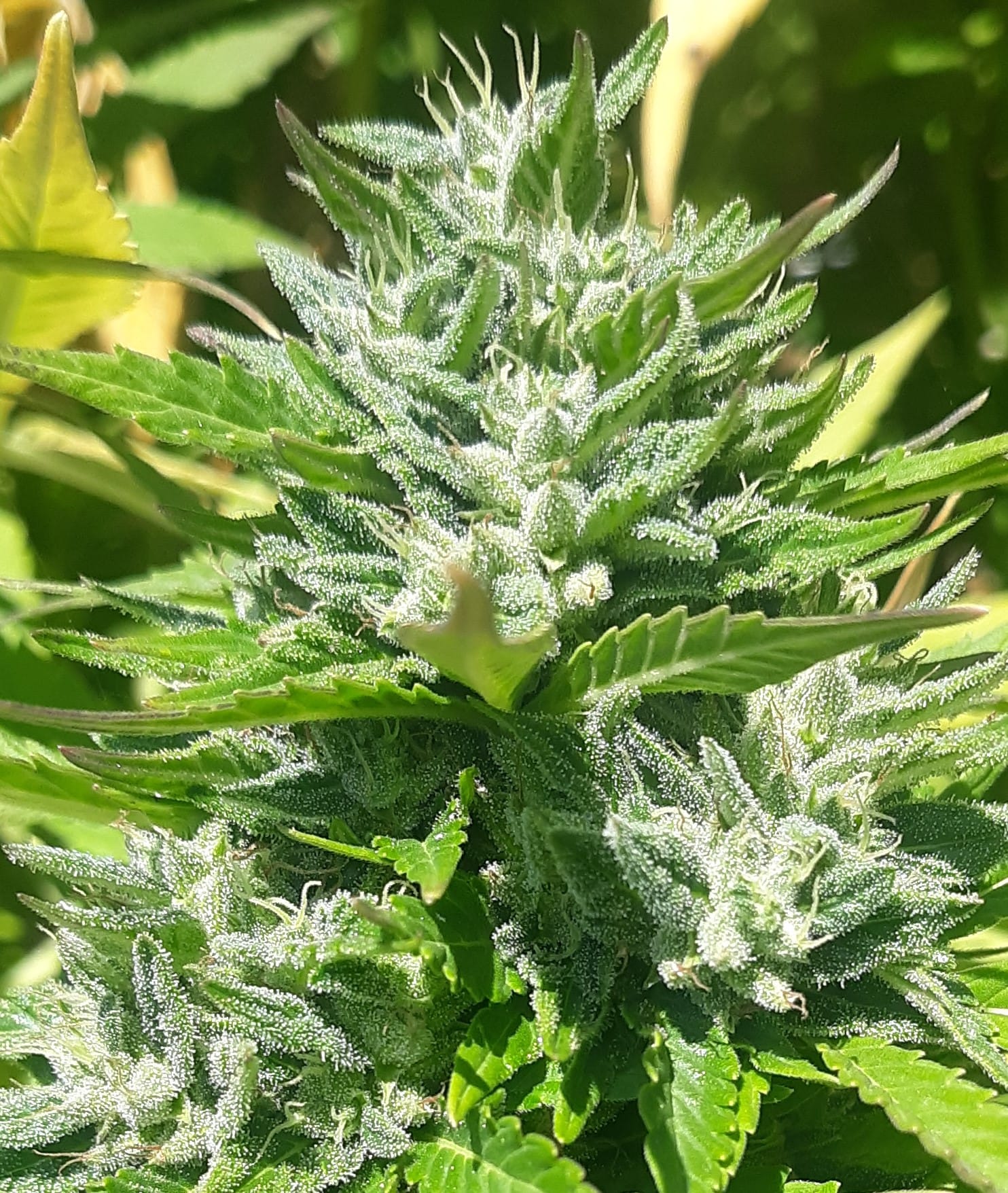 EQ Regular Seeds - EQ Genetics - Boost Bx - $60 - Grow