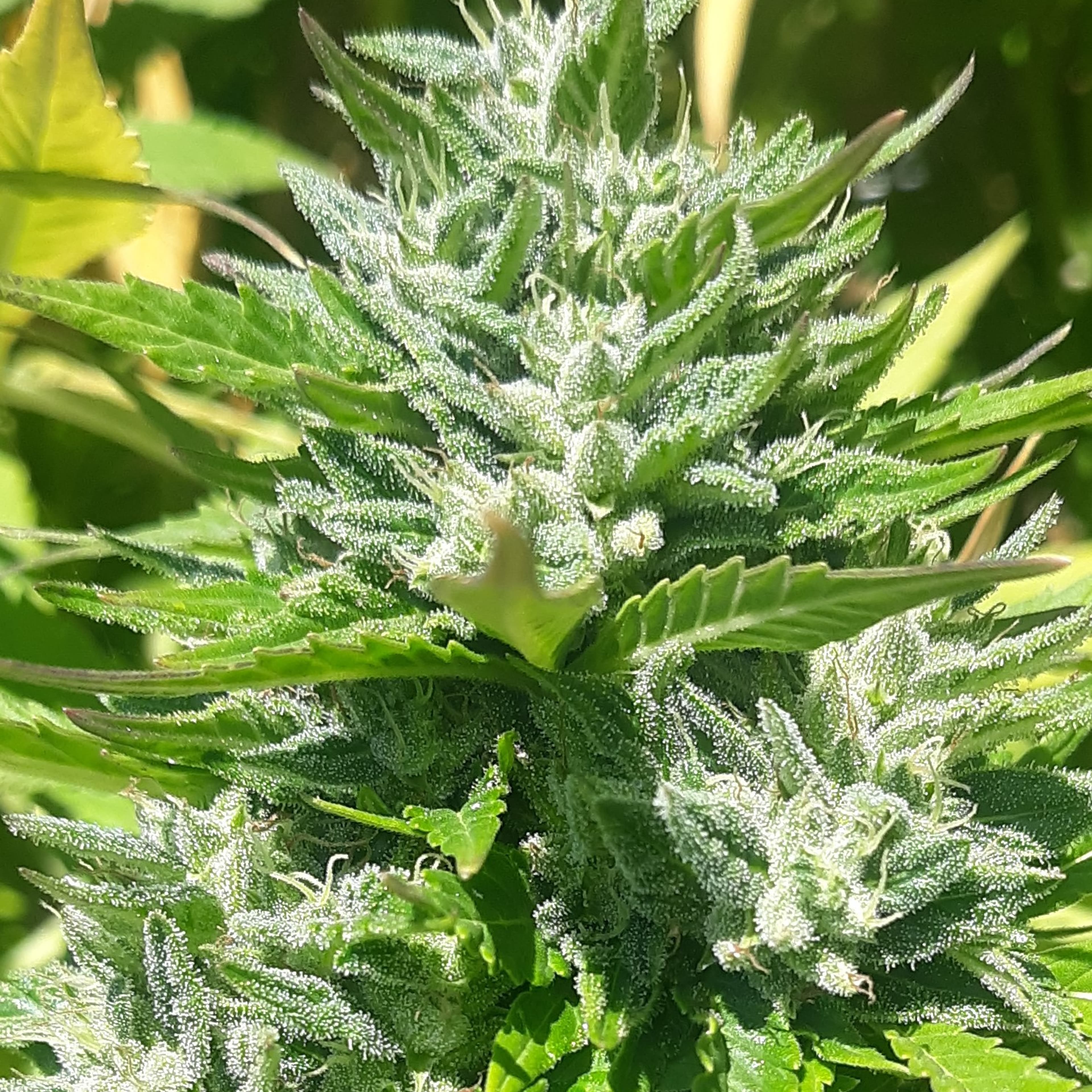 EQ Regular Seeds - EQ Genetics - Boost Bx - $60 - Grow