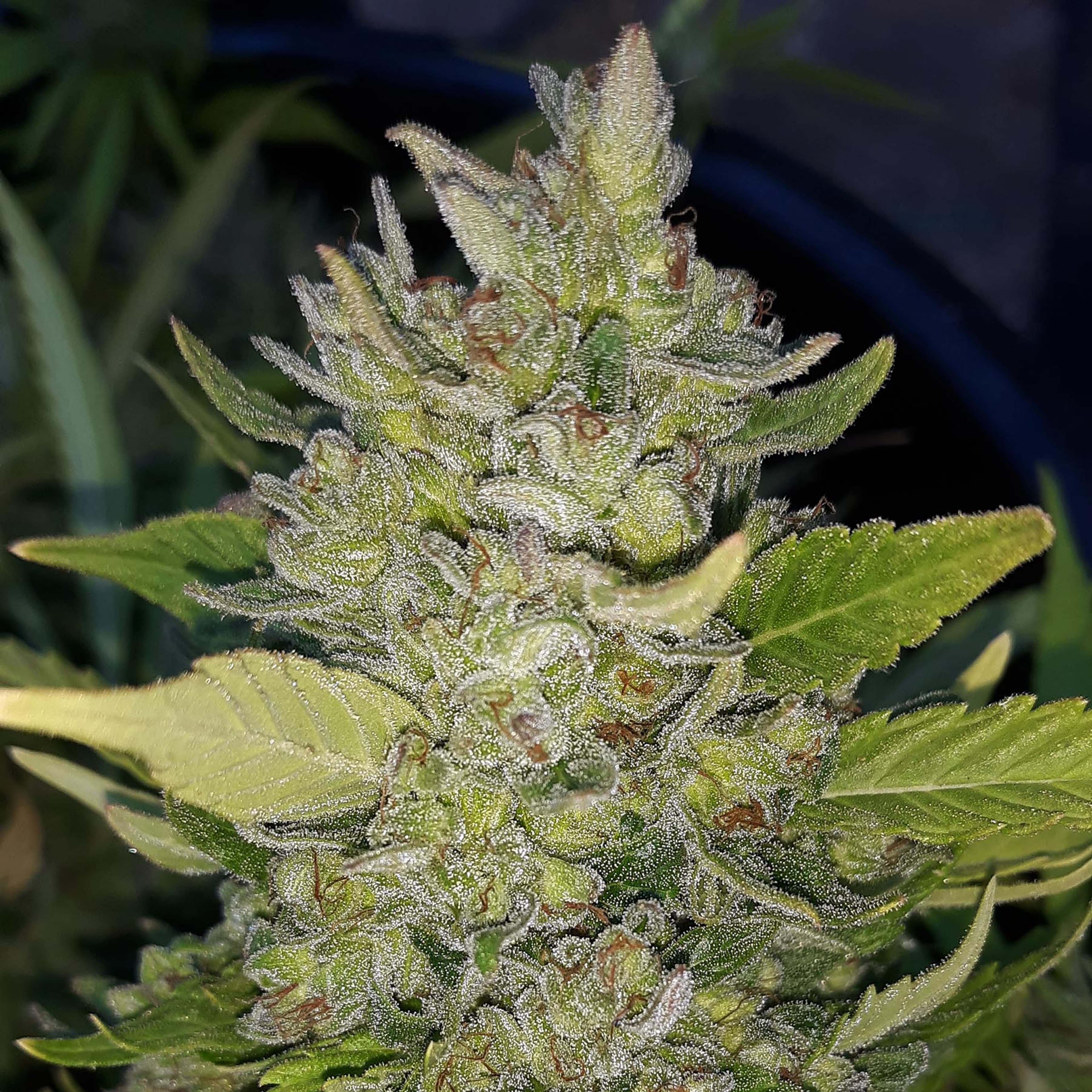 EQ Regular Seeds - EQ Genetics - Boost Bx - $60 - Grow