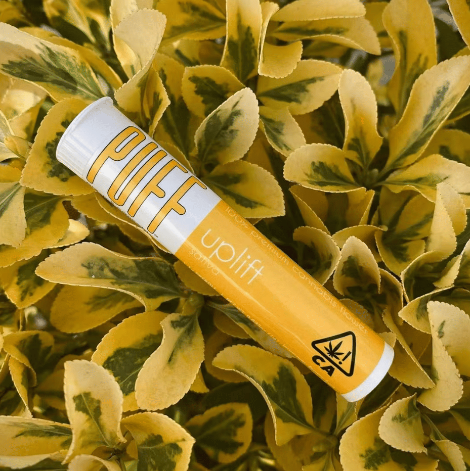 PUFF: Orange Tree