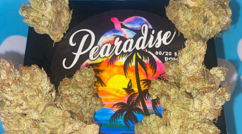 Team Elite Genetics: Pearadise - Gram