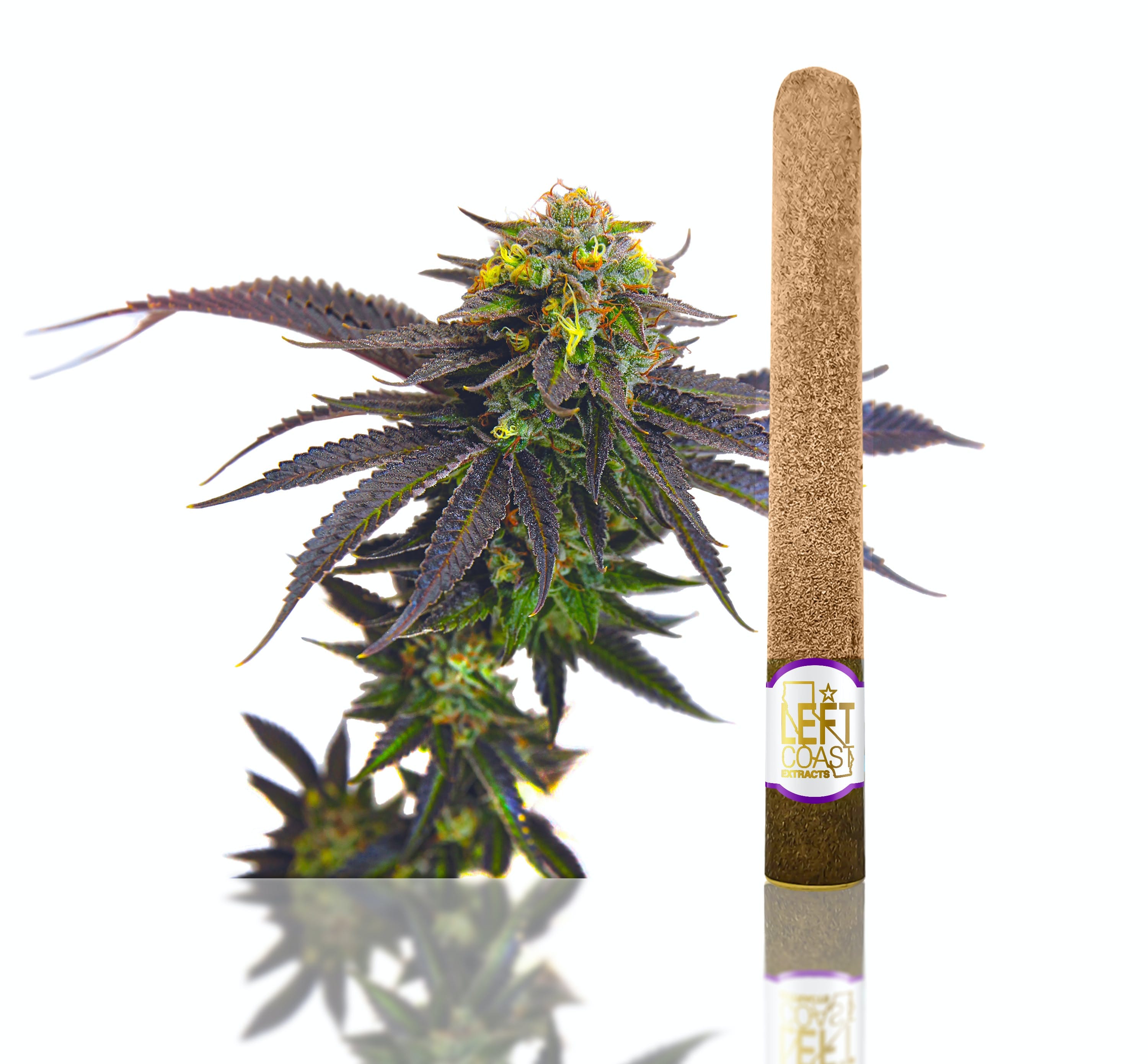 LEFT COAST — Grape Cookies Blunt