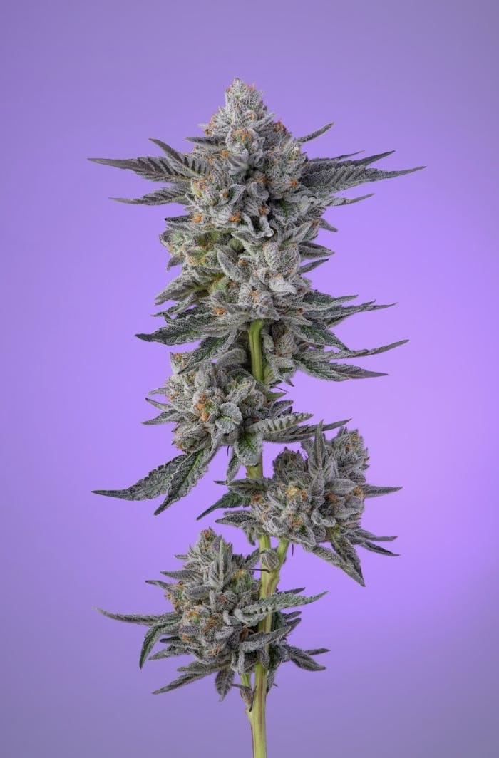 Khalifa Kush - Violet Sky - 3.5g - Khalifa Kush - Violet Sky - $44.99 - Indoor Flowers