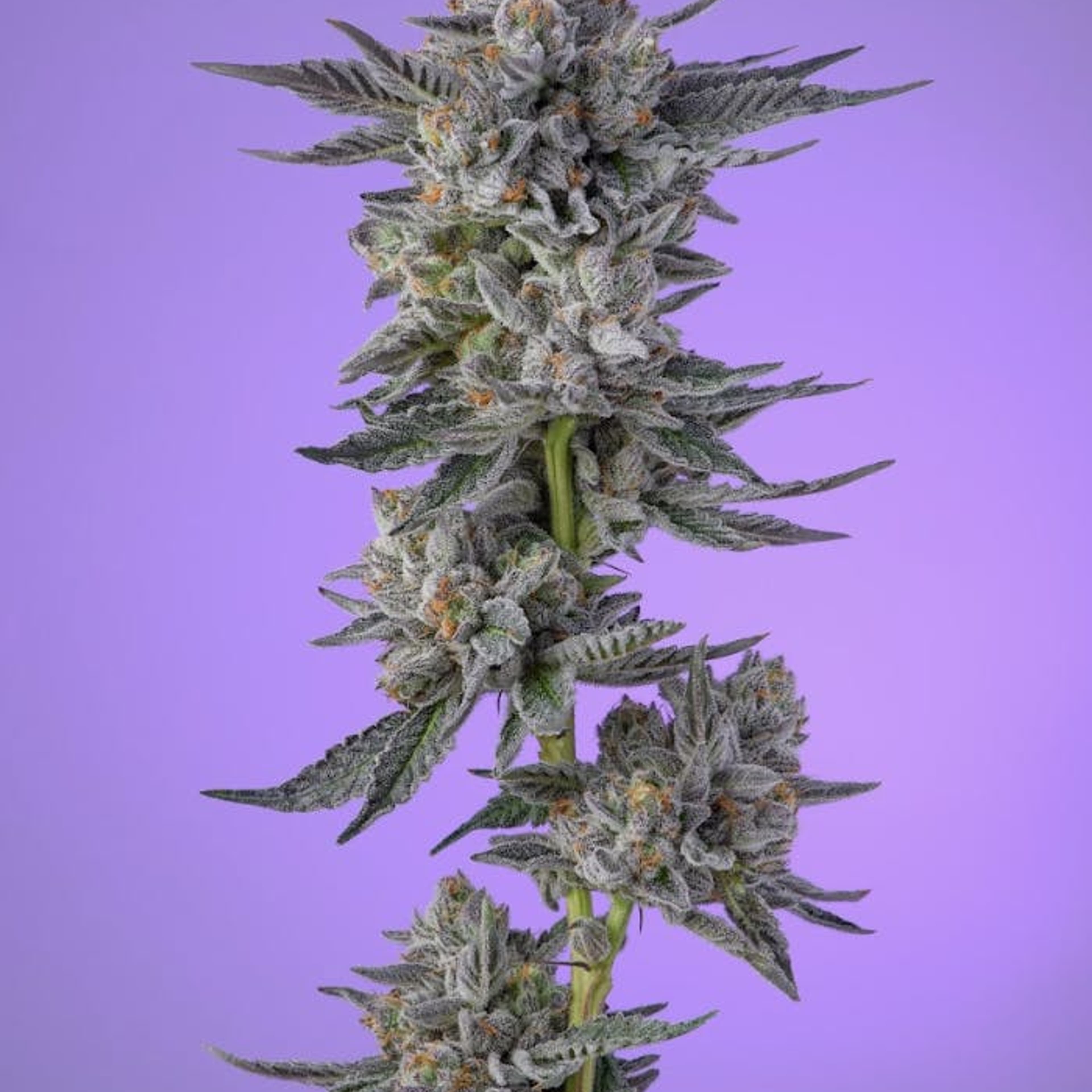Khalifa Kush - Violet Sky - 3.5g - Khalifa Kush - Violet Sky - $44.99 - Indoor Flowers