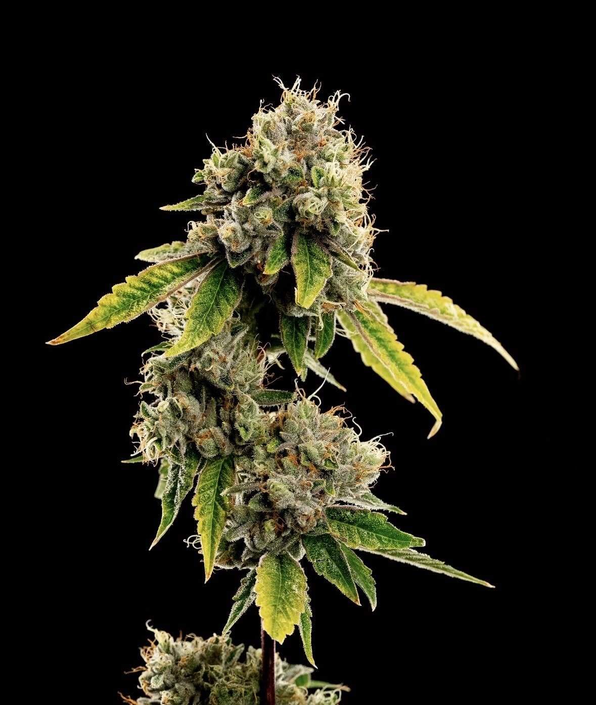 Pearl OG 3.5g - Pearl Pharma -  - $45 - Flowers