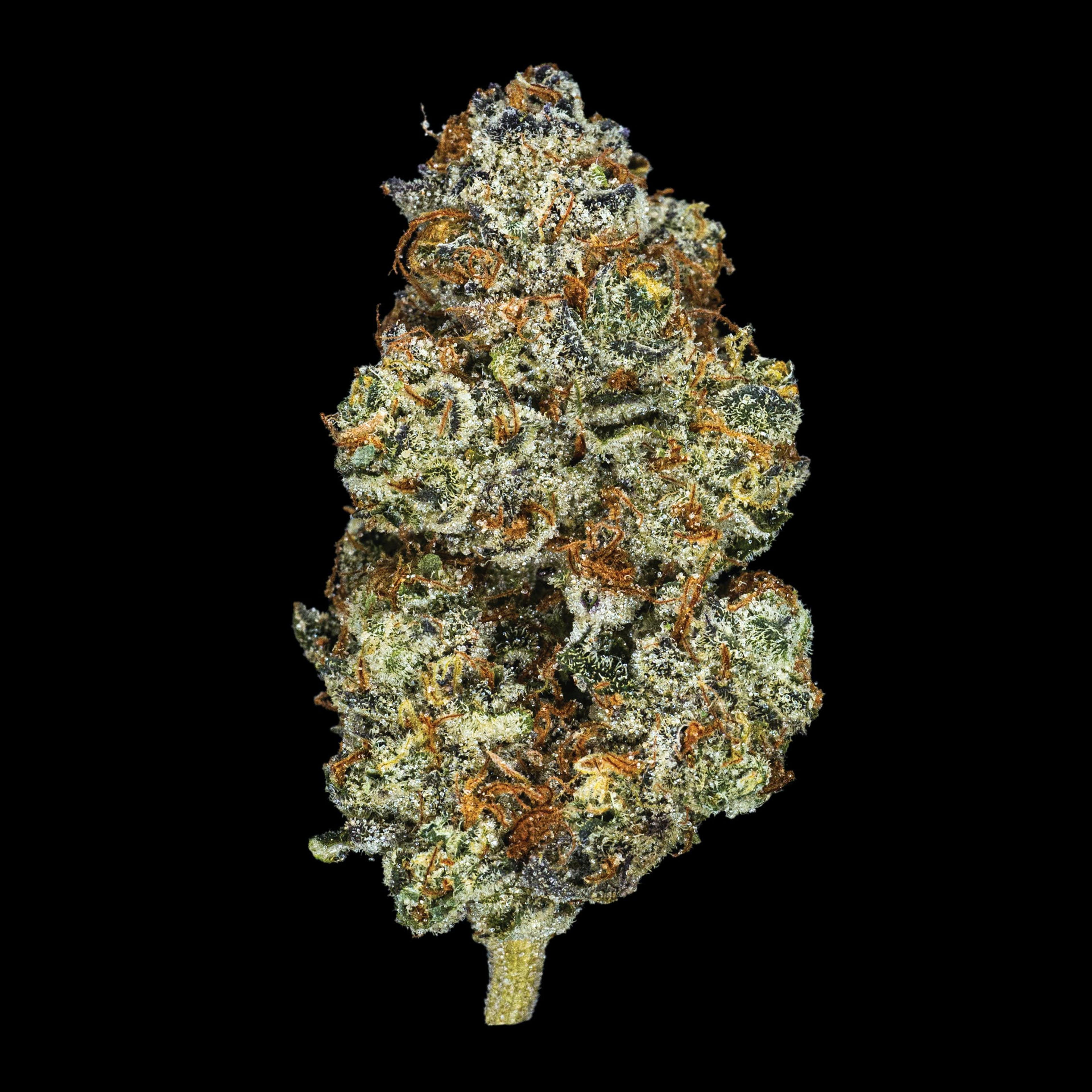 Claybourne Co: The Judge (I) | Gold Cuts - 3.5g - Claybourne Co. - - $55 - Flower