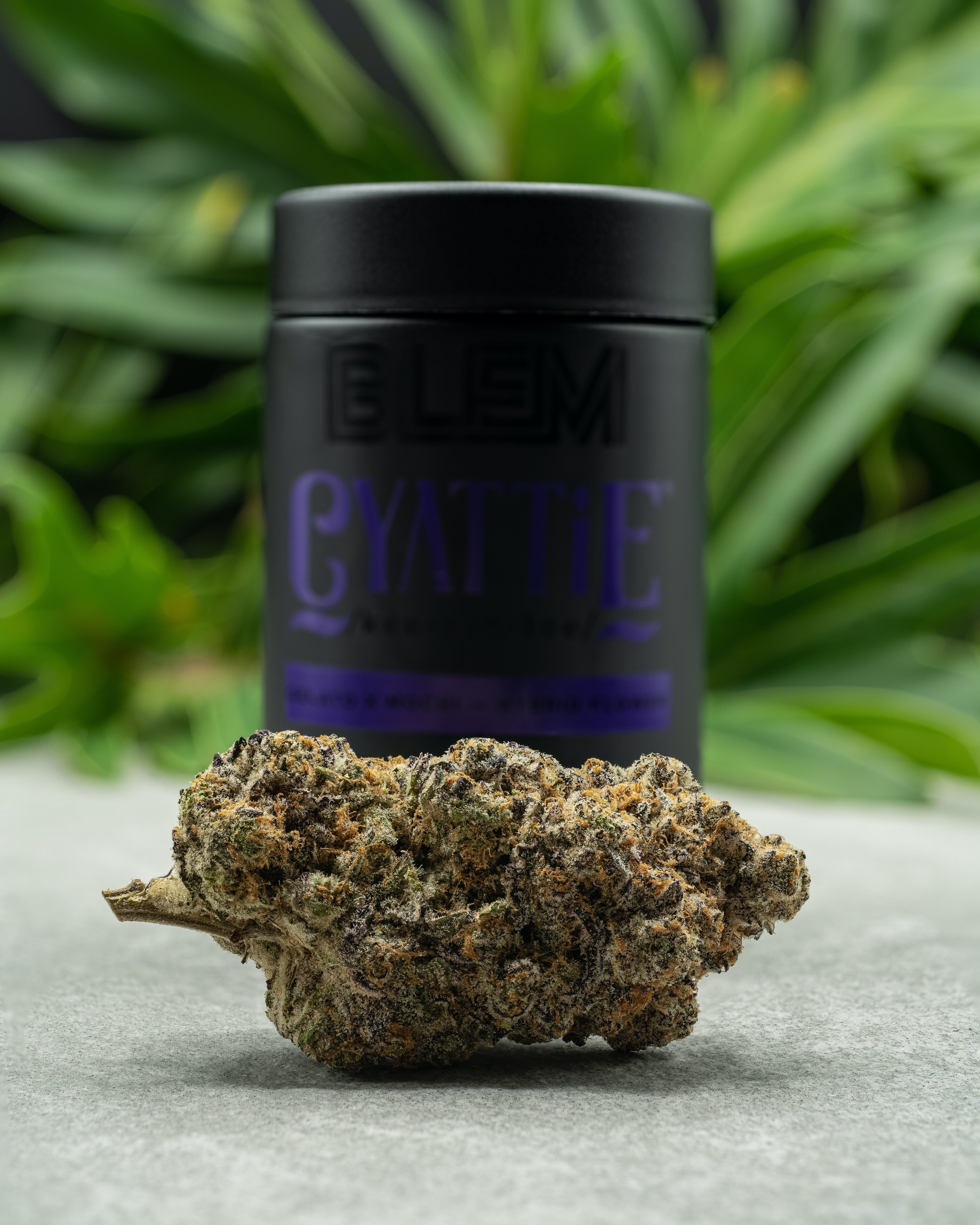 CYATTIE 29.85% - 3.5G - Blem - Cyattie (H) - $52 - Flower