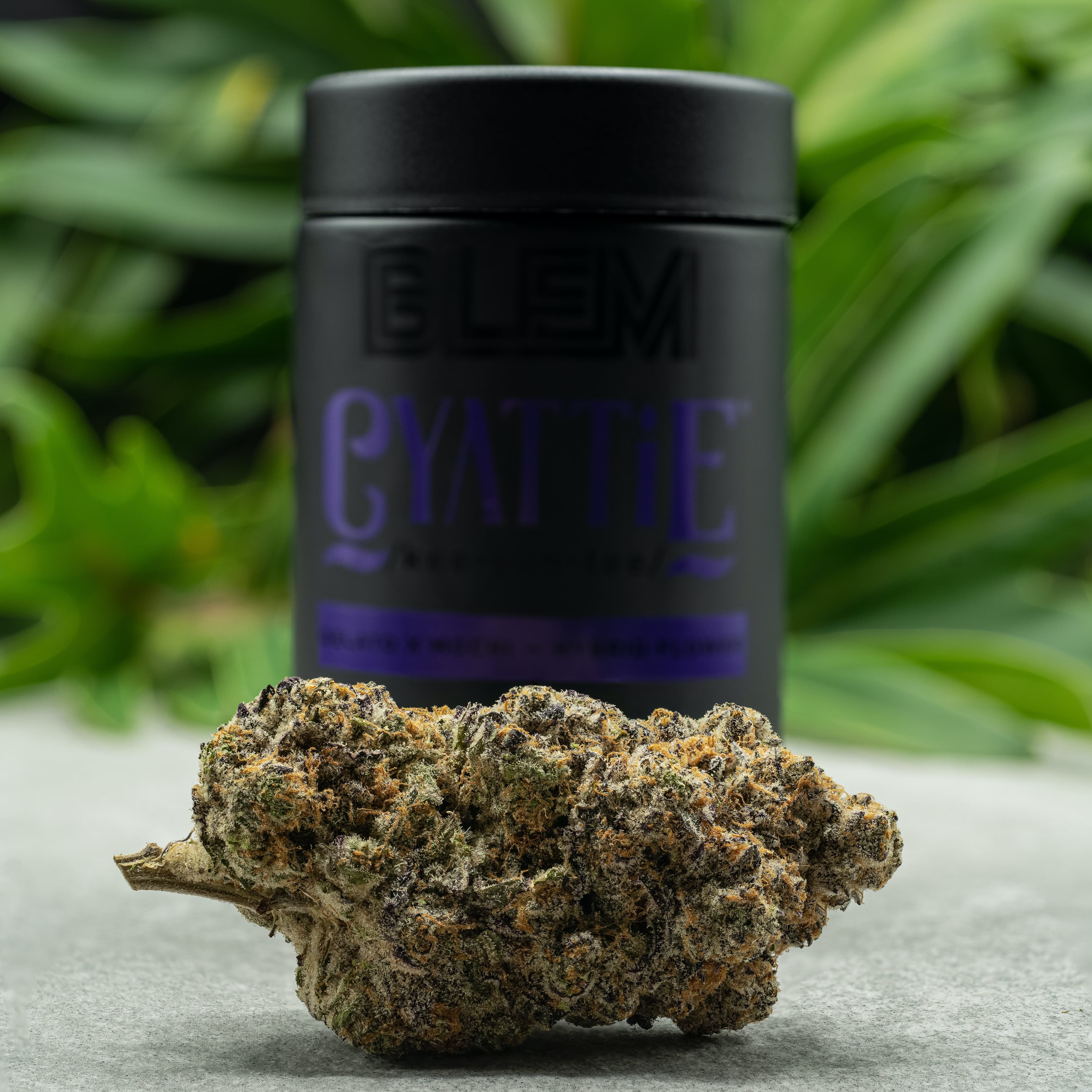CYATTIE 29.85% - 3.5G - Blem - Cyattie (H) - $52 - Flower