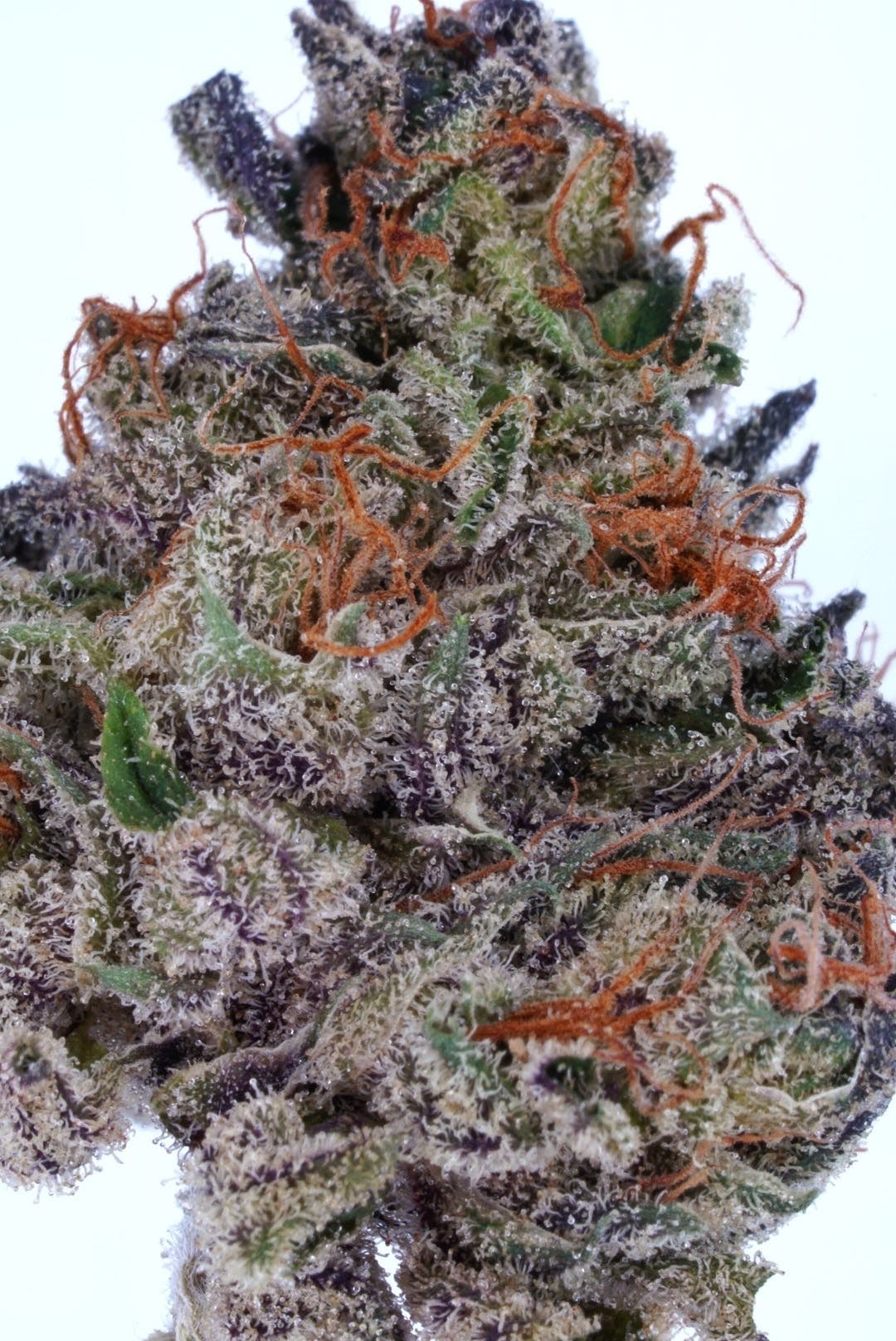 Sour Sage OG