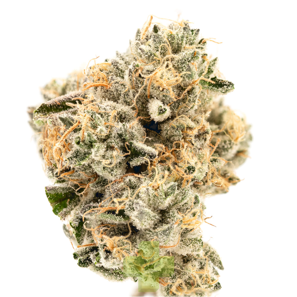Cannabiotix — Casino Kush
